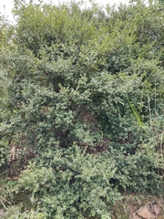 Syzygium buxifolium