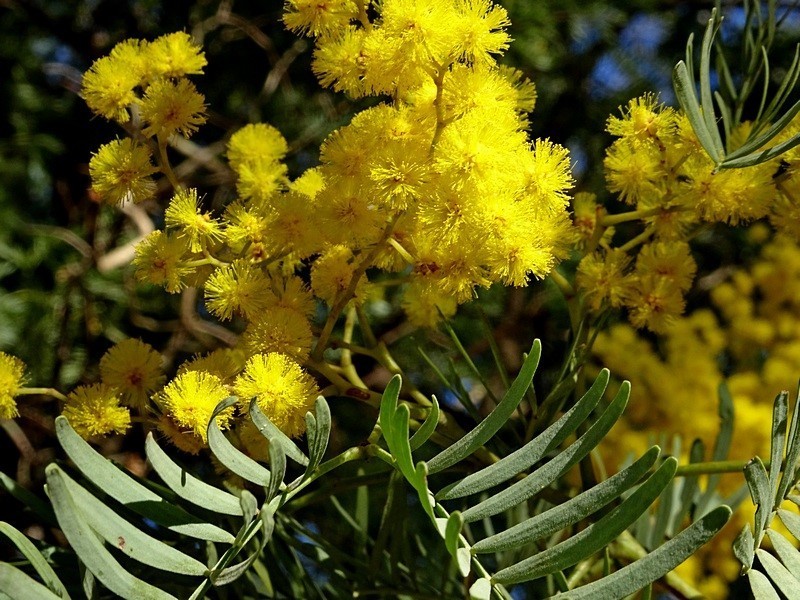 Acacia blayana