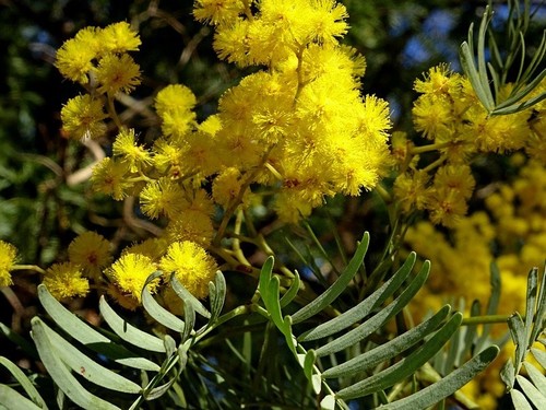 Acacia blayana, photograph 2