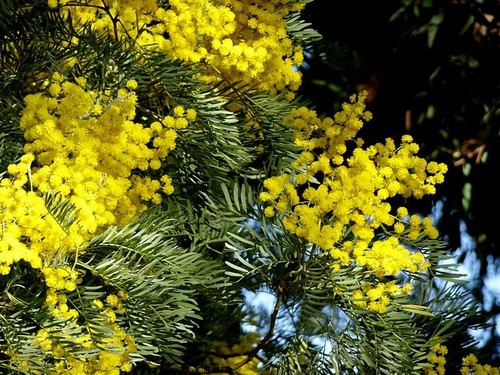 Acacia blayana, photograph 3
