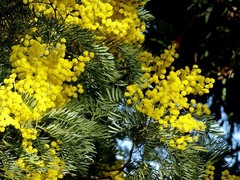 Acacia blayana, photograph Max Campbell, CC BY, iNaturalist via GBIF
