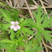 Geranium bicknellii - Photo (c) Superior National Forest,  זכויות יוצרים חלקיות (CC BY)