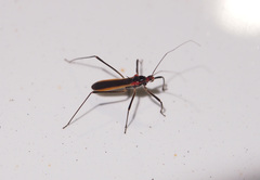 Polytoxus fuscovittatus