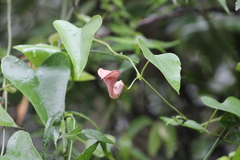 Aristolochia triangularis
