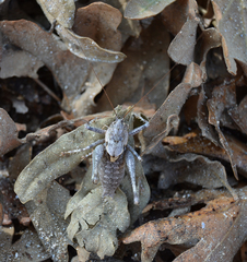 Thyreonotus bidens