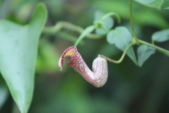 Aristolochia triangularis