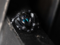 Phidippus audax