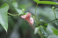 Aristolochia triangularis