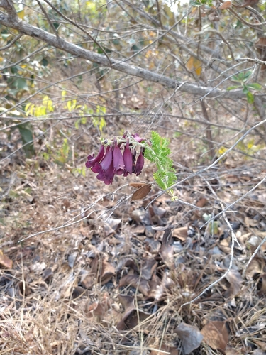 Jacaranda ulei (Jacaranda ulei)