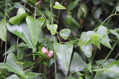 Aristolochia triangularis