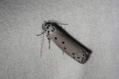 Ethmia heptasema