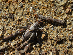 Thyreonotus bidens