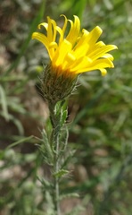 Xanthisma gracile
