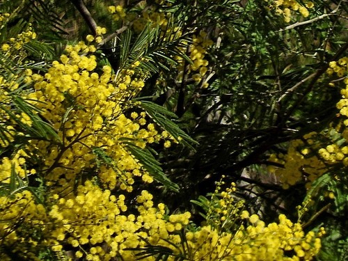 Bodalla Silver Wattle (Acacia silvestris)