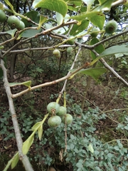Vaccinium bracteatum