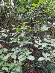 Vaccinium bracteatum