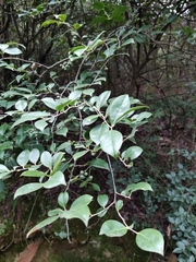 Vaccinium bracteatum