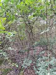 Vaccinium bracteatum