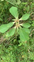 Euphorbia heterophylla