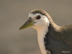 Amaurornis phoenicurus