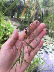 Leptospermum madidum