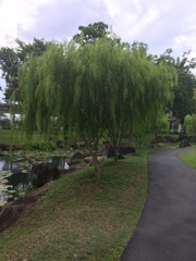 Leptospermum madidum