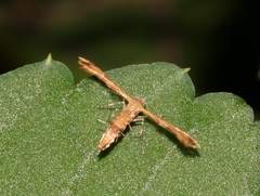 Nippoptilia cinctipedalis