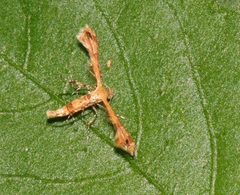 Nippoptilia cinctipedalis