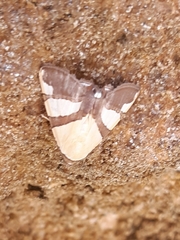 Eulepidotis julianata