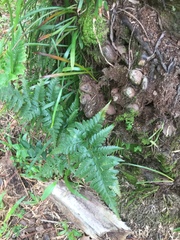 Davallia denticulata