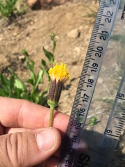 Raillardella scaposa