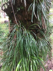 Haplopteris elongata