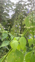 Salvia xalapensis