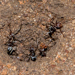 Anoplolepis custodiens