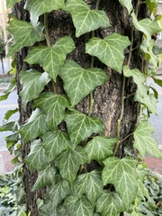 Hedera helix