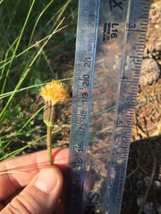 Raillardella scaposa