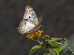 Anartia jatrophae