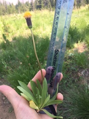 Raillardella scaposa