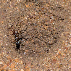 Anoplolepis custodiens