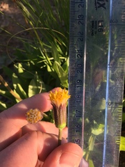 Raillardella scaposa