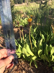 Raillardella scaposa