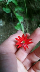 Silene rotundifolia