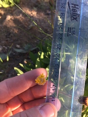 Raillardella scaposa