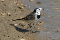 Motacilla alba
