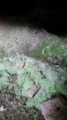 Botryolepraria lesdainii