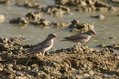 Bucanetes githagineus