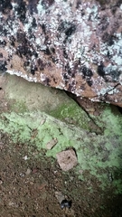 Botryolepraria lesdainii