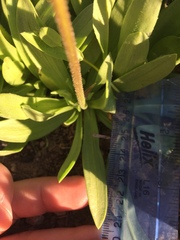 Raillardella scaposa