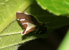 Glyphodes bicolor