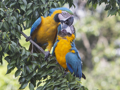 Ara ararauna